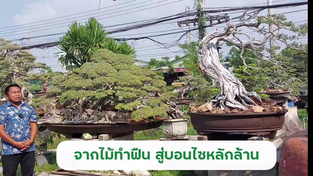 จากไม้ทำฟืน สู่บอนไซหลักล้าน | I Love Bonsai