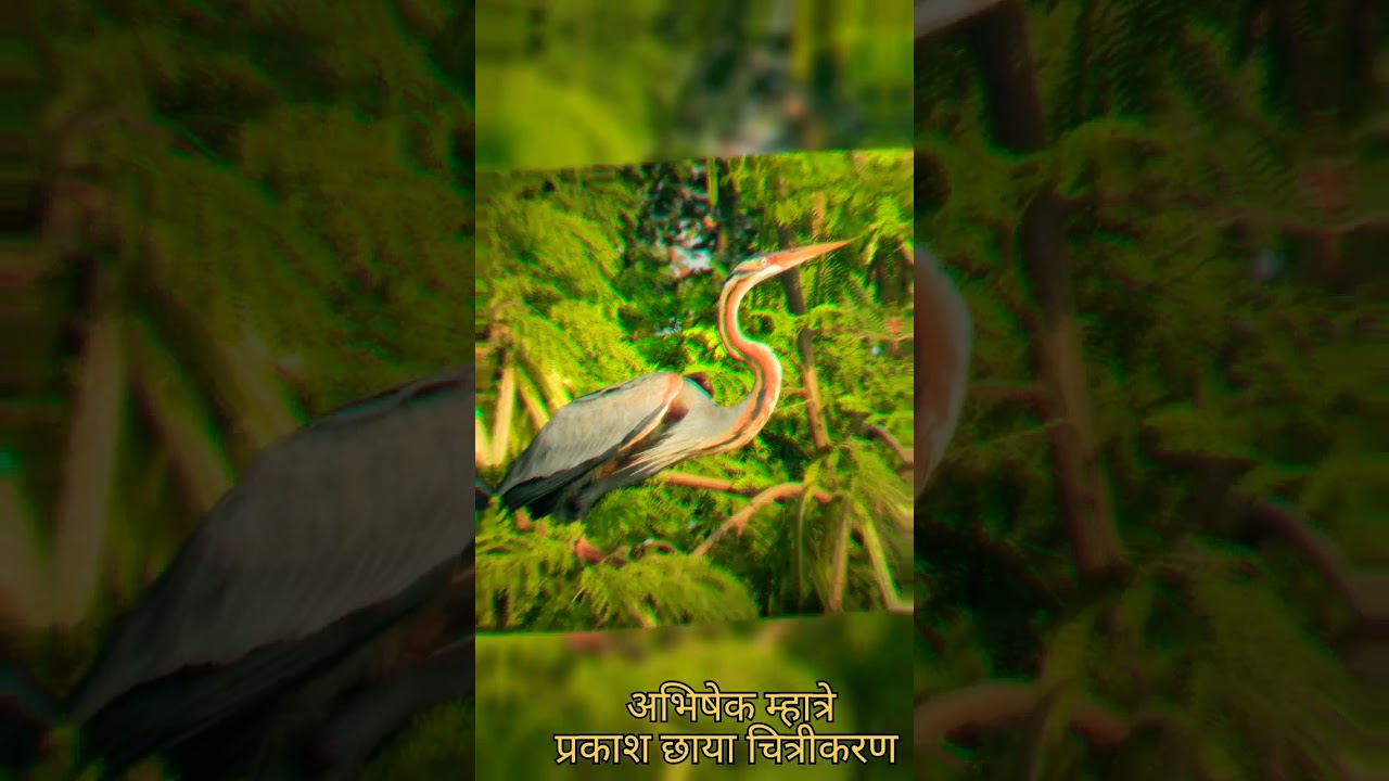 Parsik nagar bird reserve................. #birds #birding  #wetlandbirds #ornithology