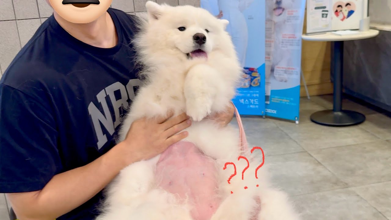 Unexpected Belly Reveal at the Vet 😂