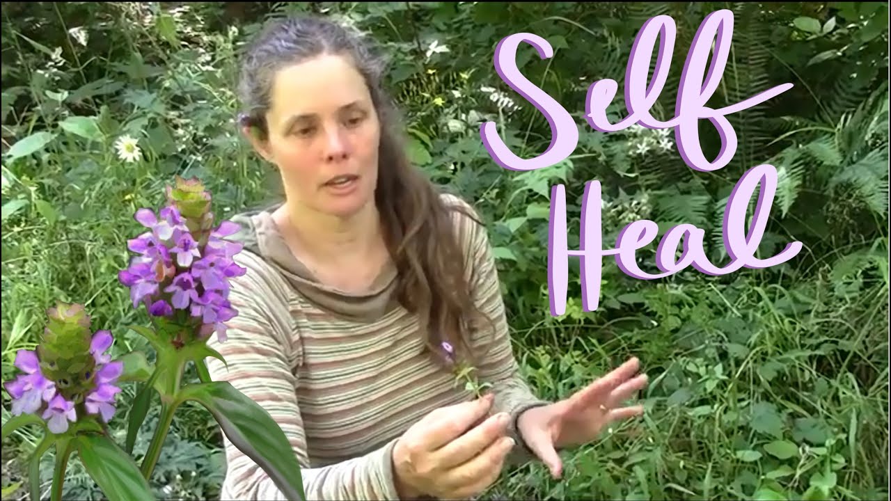 Dr. Donna shares how to use Self Heal herb