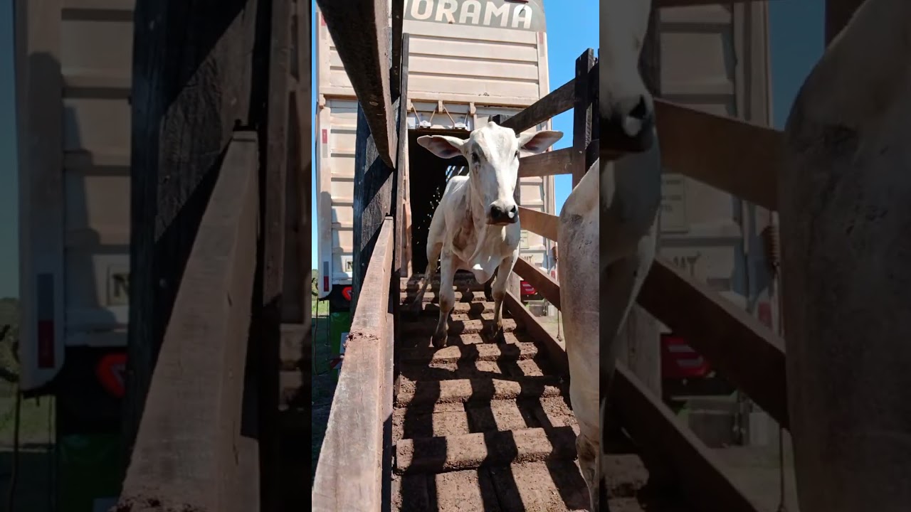 NA LIDA DO PÉ RACHADO MT 🐂....