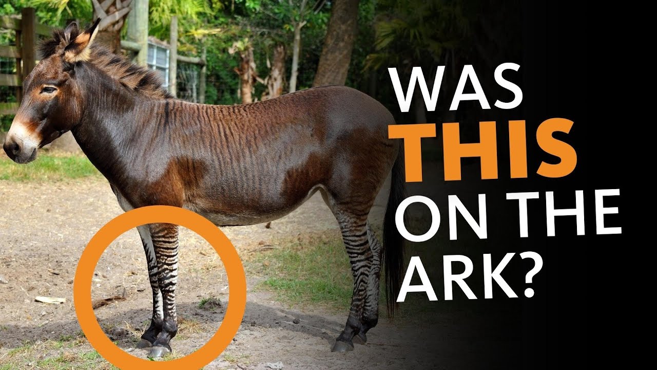 Nobody Realizes This Crazy Fact About the Ark Animals!