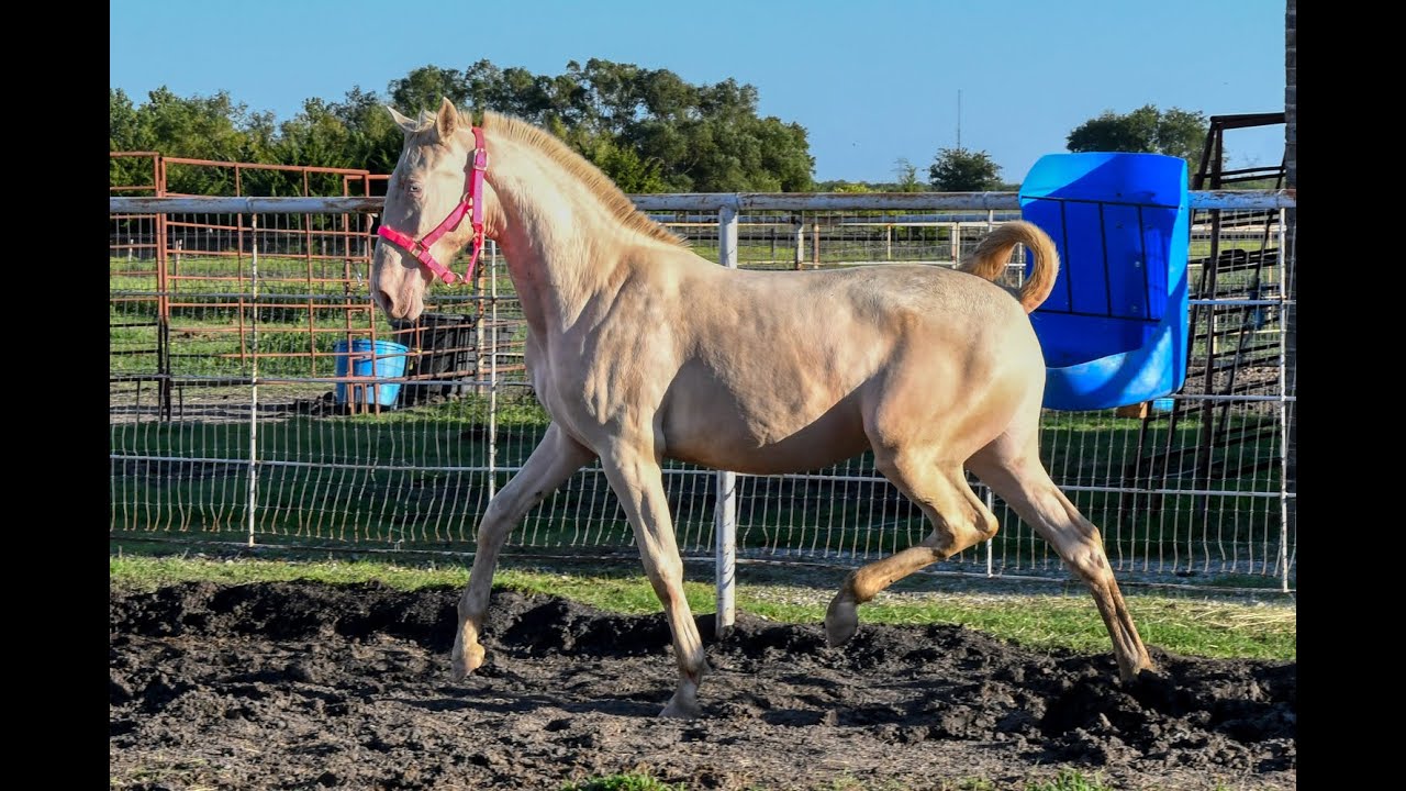 Perlino Pure Spanish Andalusian 2019 filly