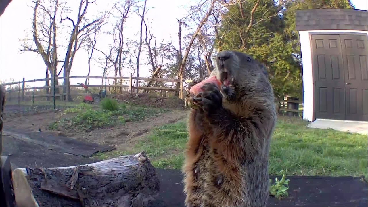 Chunk Inhales Whole Carrot..Or Nibbles?