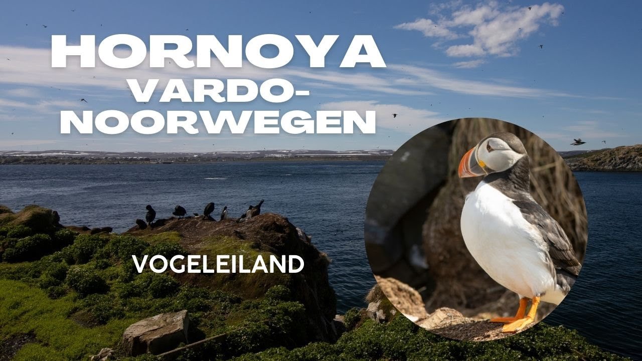 Broedvogel eiland Hornoya, Varanager - Noorwegen