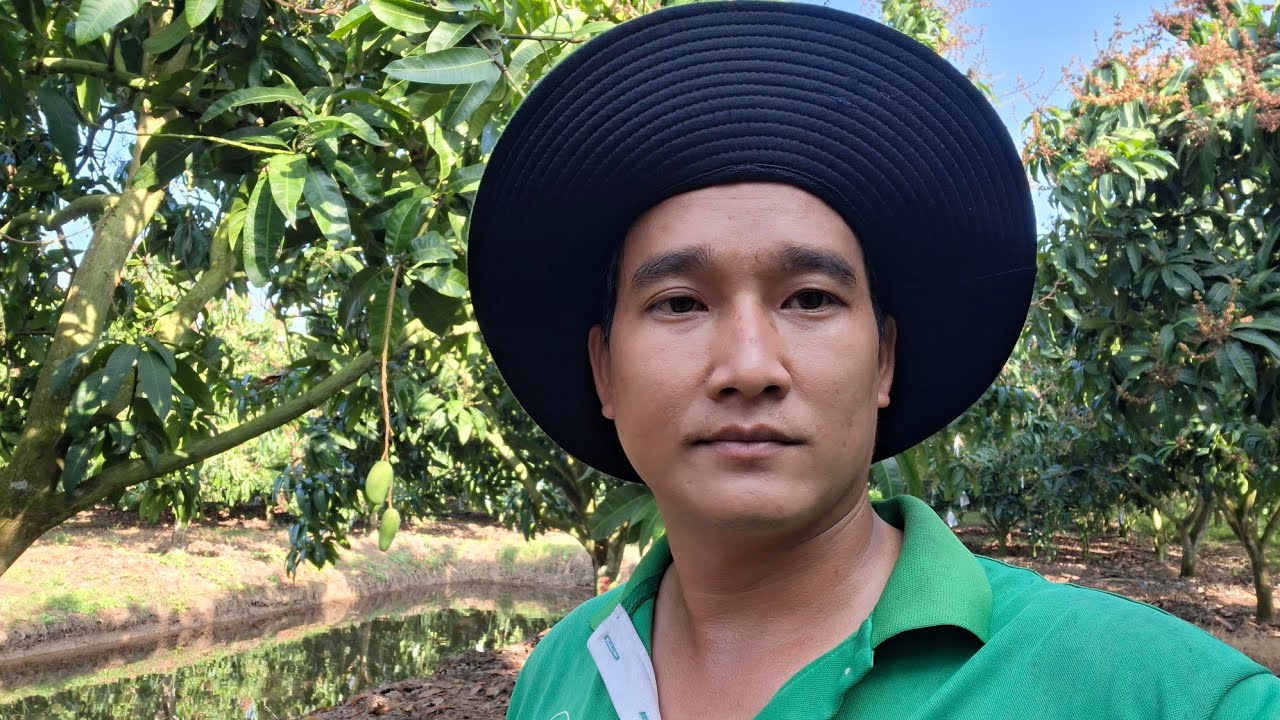 Giá xoài đài Loan hôm nay 16-2-2026