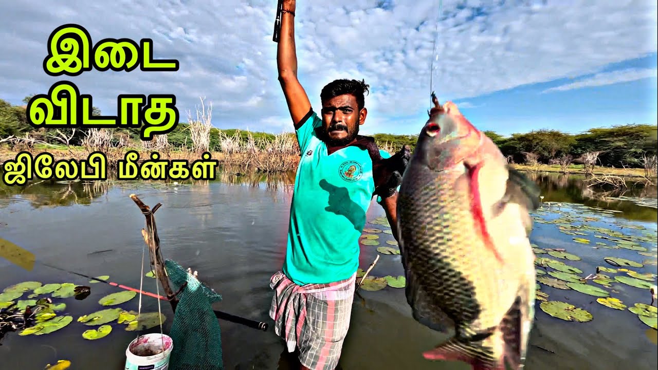 தொட தொட தொடரச்சியாக கடிக்கும்  டபுல் டபுல் ஜிலேபி மீன்கள் #நத்தம்மாரியம்மன் 