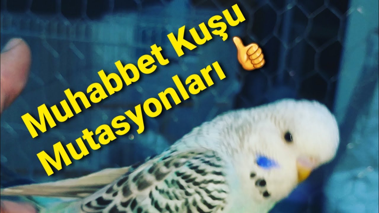 Muhabbet Kuşu Mutasyon Çeşitleri 🤔
