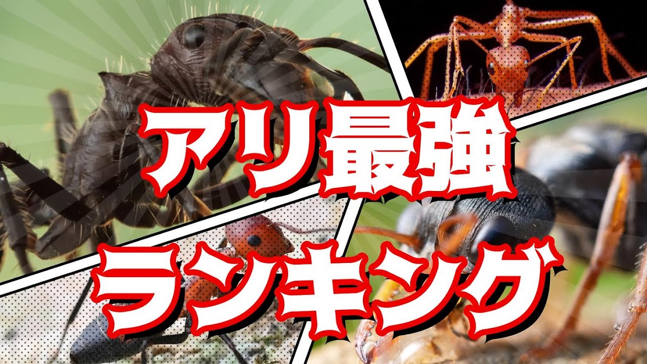 対決!!世界最強アリランキング～strongest ant～