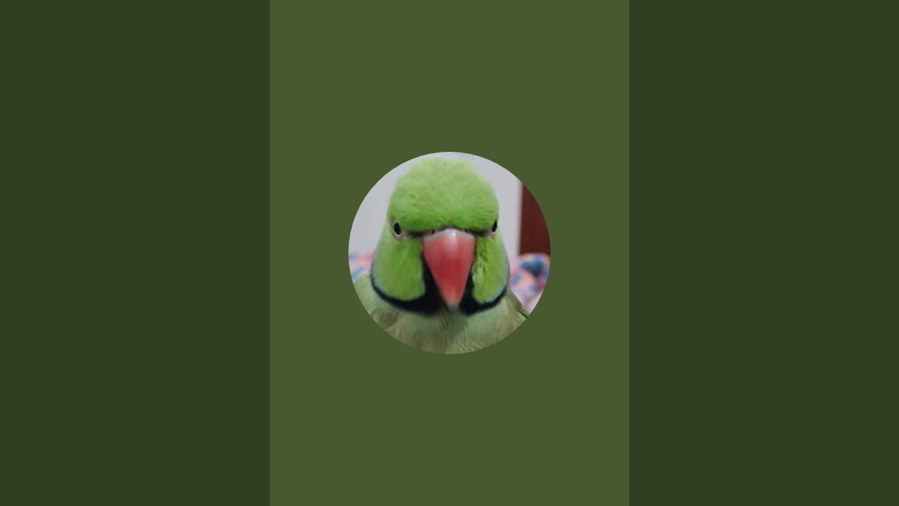 Ringneck juniorr is live!