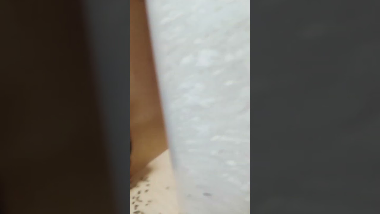 How To Get  Rid Of Rice Weevils  #bukbok #trending #viral #short