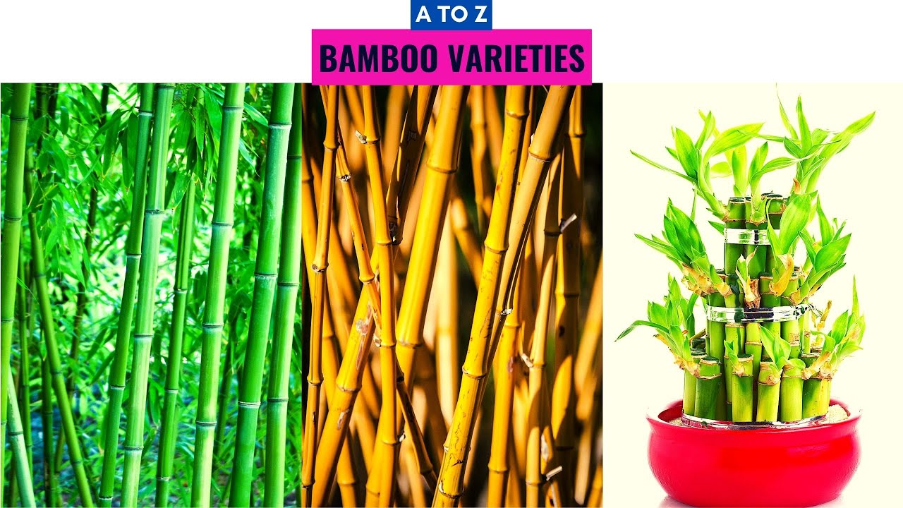 Bamboo Varieties A to Z