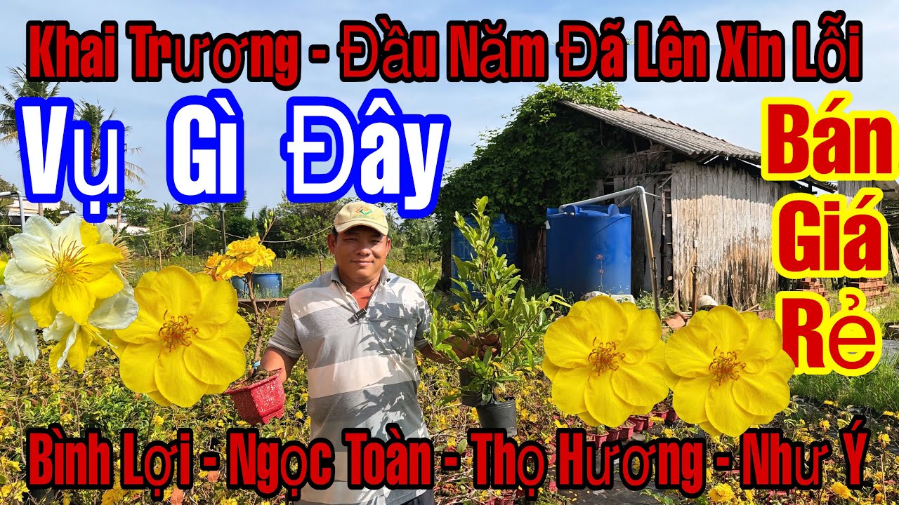 Mùng 5☎️0394581912☎️🌲Mai Vàng Giá Rẻ🌲Giảo Như Ý-Ngọc Toàn-Bình Lợi-Cúc Thọ Hương...🌲