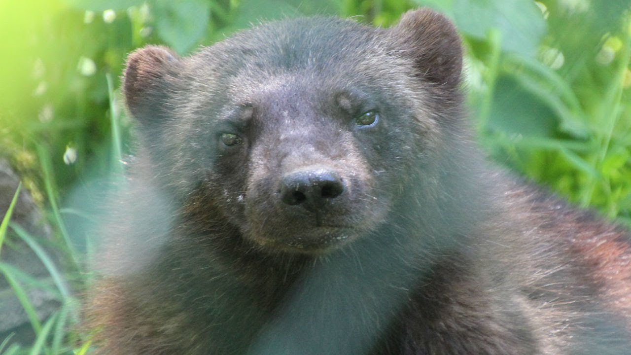 Vielfra&szlig; / Wolverine : Tierpark Hellabrunn