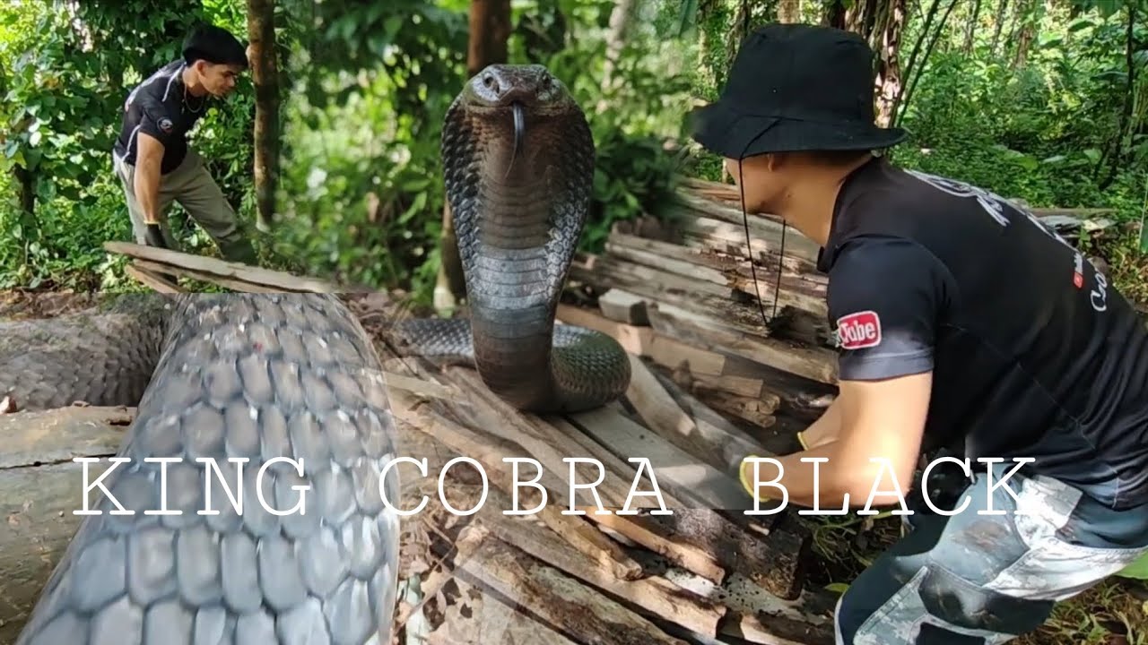 COBRA PRINCE NAPA TAKBO SA BLACK KING COBRA