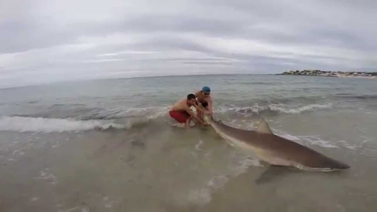 Huge Shark Caught Off The Beach
