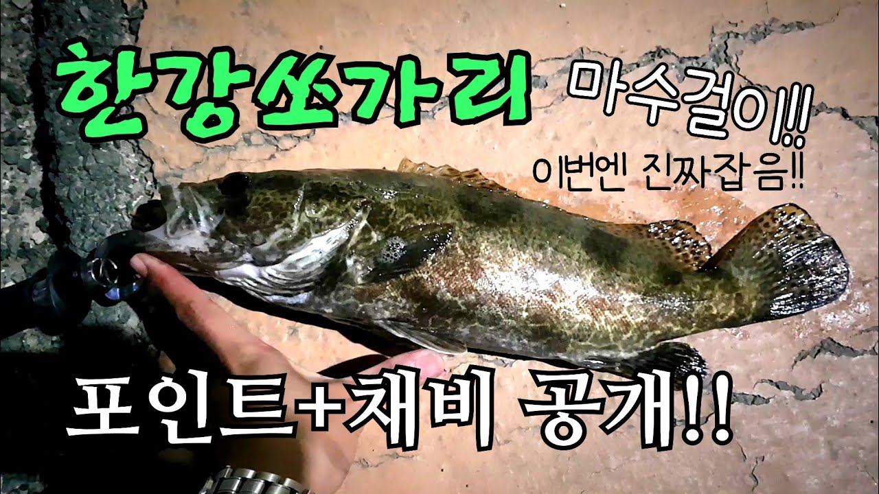 [조행기] 20180430 잡았다요놈!!!드디어 한강쏘가리 마수했습니다!!!이번엔 진짜 잡았다!!의외의 한강쏘가리 포인트와 채비를 공개합니다!!|힘찬연어