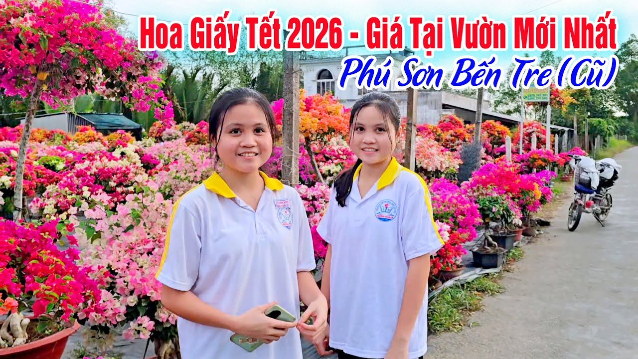 Cập Nhật Giá Hoa Giấy Tại Vườn Mới Nhất - Làng Hoa Phú Sơn Bến Tre Cũ