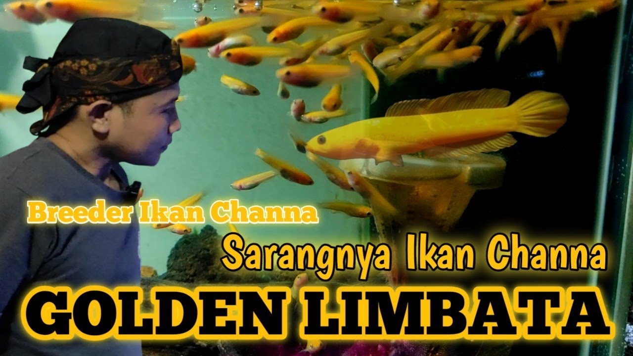 Riview Galery Breeder Ikan Channa Deden Pelangi 🌈 || Channa Golden Limbata
