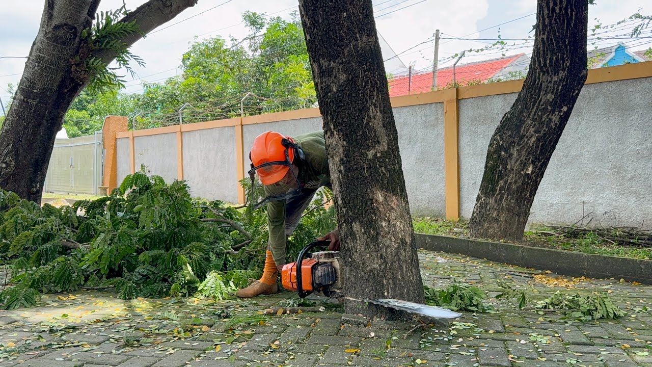 Felling Trees Tightly to the Wall!
