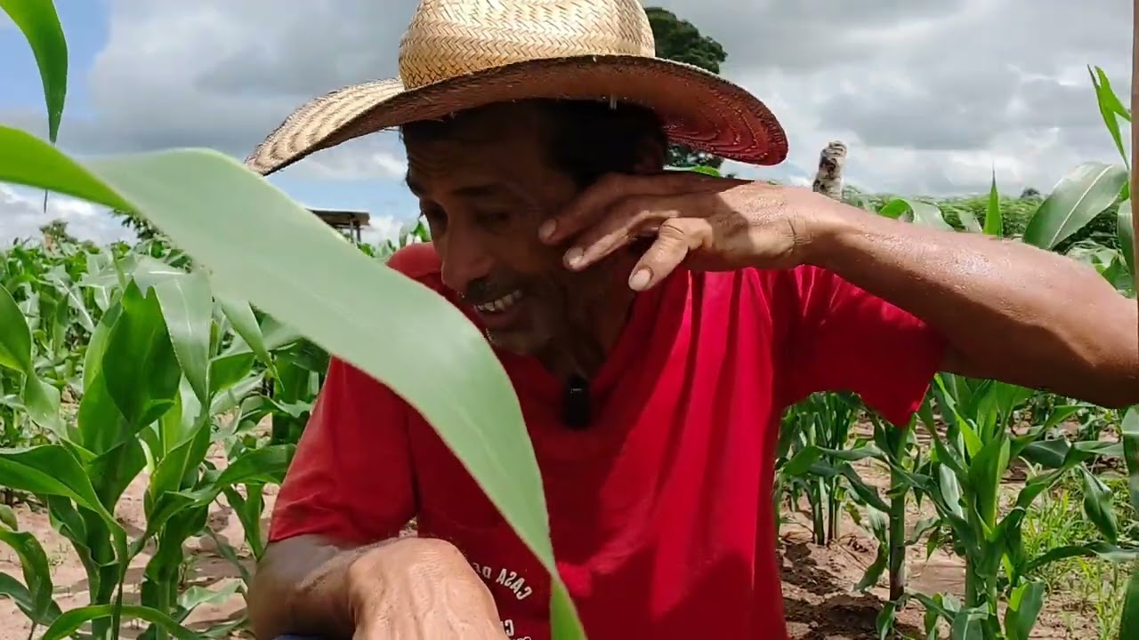 TRATORITO TOYAMA  TAMBÉM CAPINA 🚜   QUAL A MELHOR OPÇÃO PARA CAPINAR? 🌽