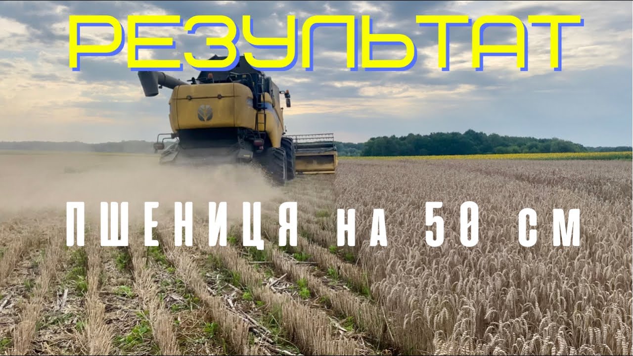 Врожайність пшениці з міжряддям 50 см