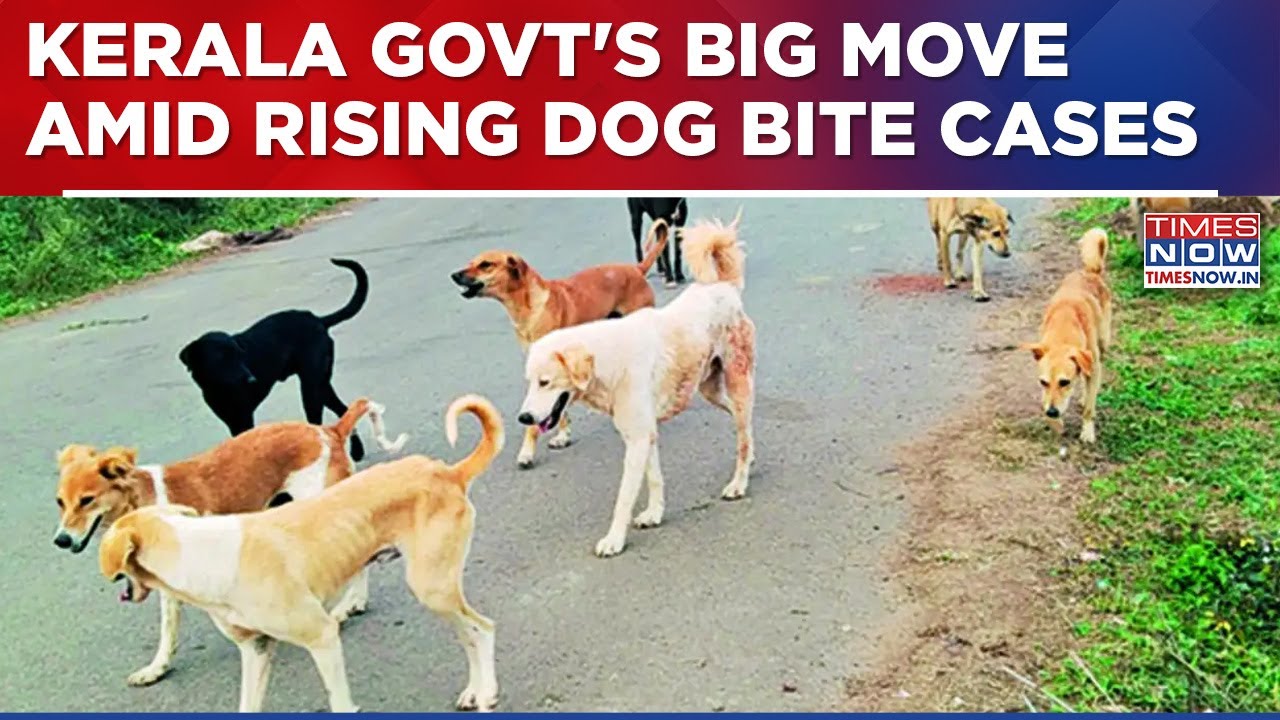 Crackdown On Kerala Stray Dogs Menace Amid Rising Bite Cases; Euthanasia Approved For Sick Strays?