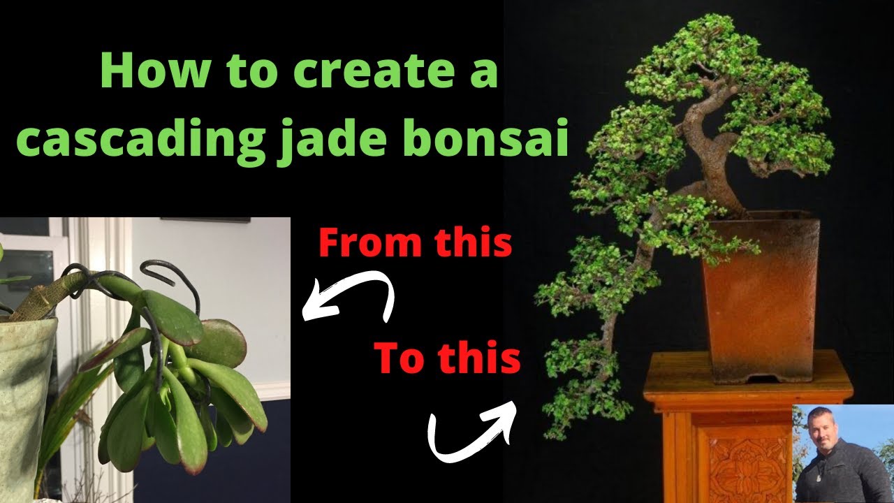 CREATING A CASCADING JADE BONSAI