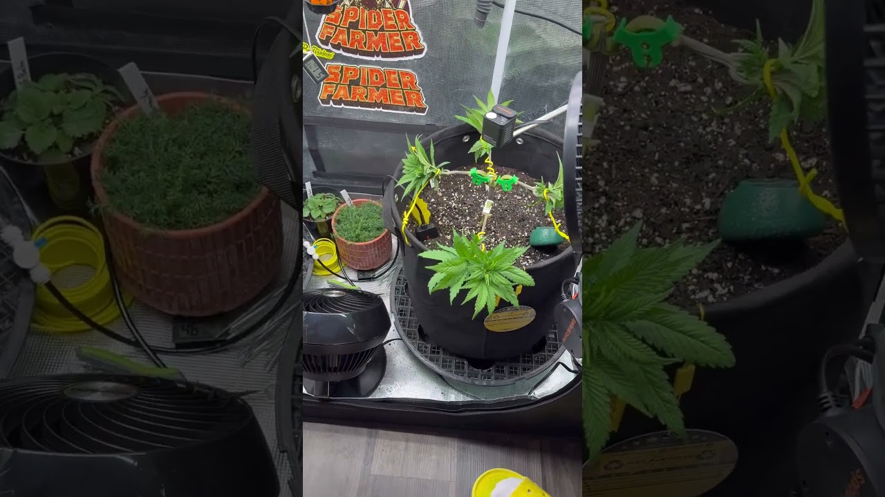 HST cannabis