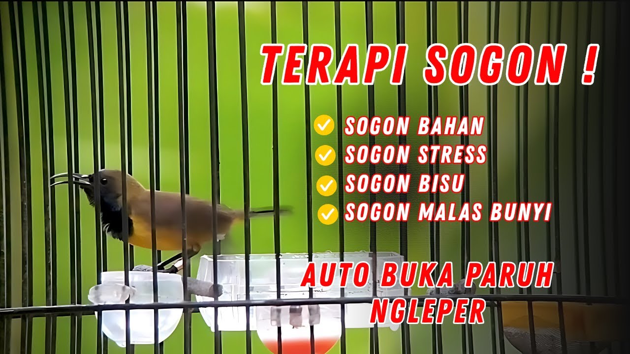 99 % BUNYI Sogon Malas Bunyi Langsung Gacor ‼️ Putar Pancingan Dijamin Ampuh