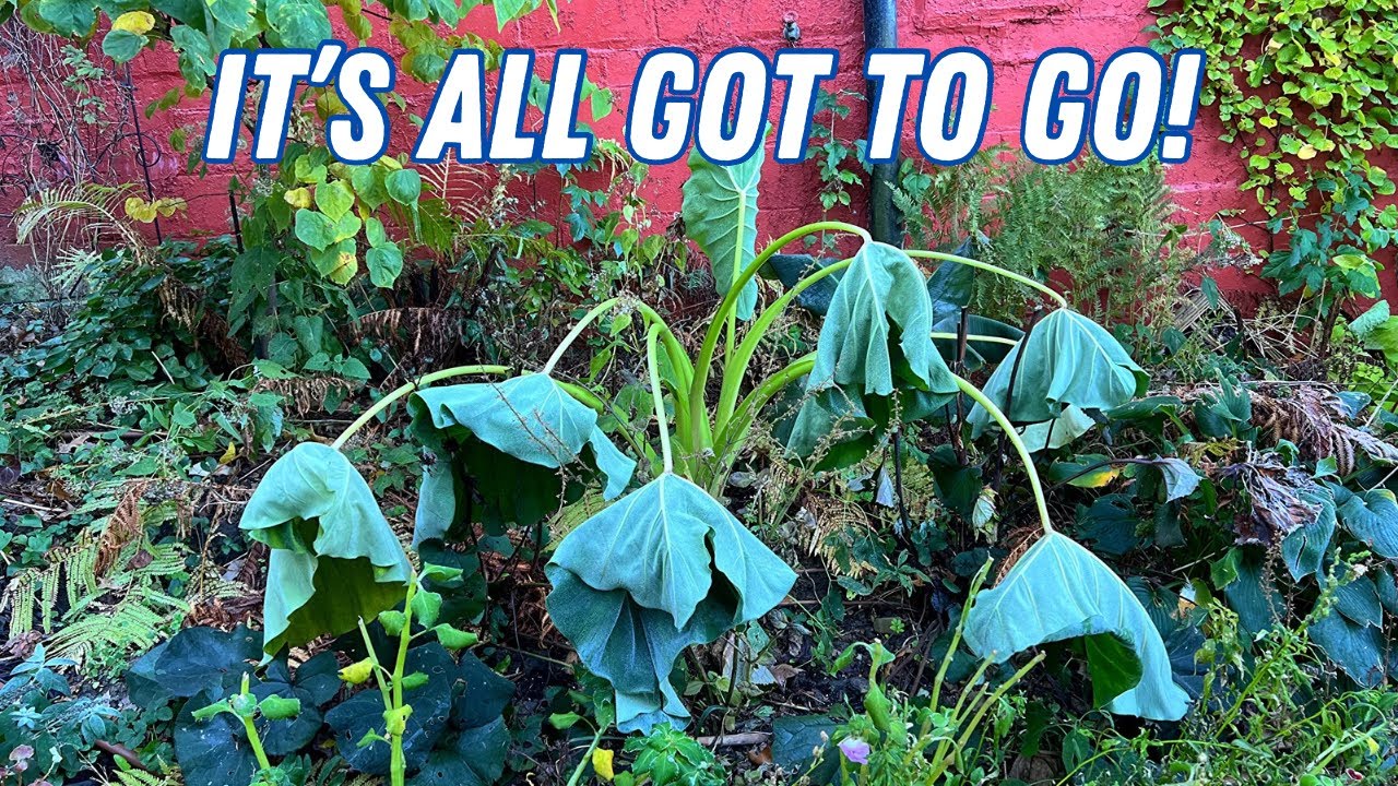 Winter Gardening is here! Our garden got hit with a hard frost! | Frost Damage | What to do? | Plant