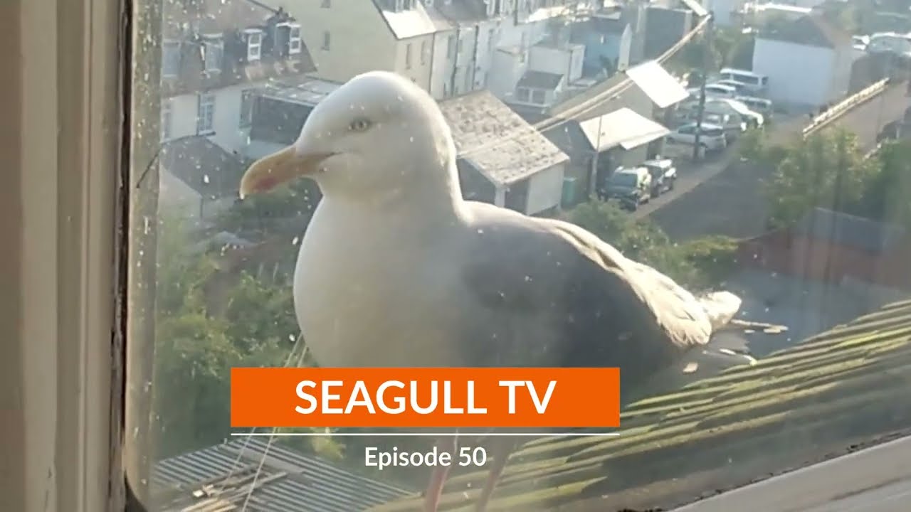 King Prawns For Lunch!!? | Seagull TV EP 50