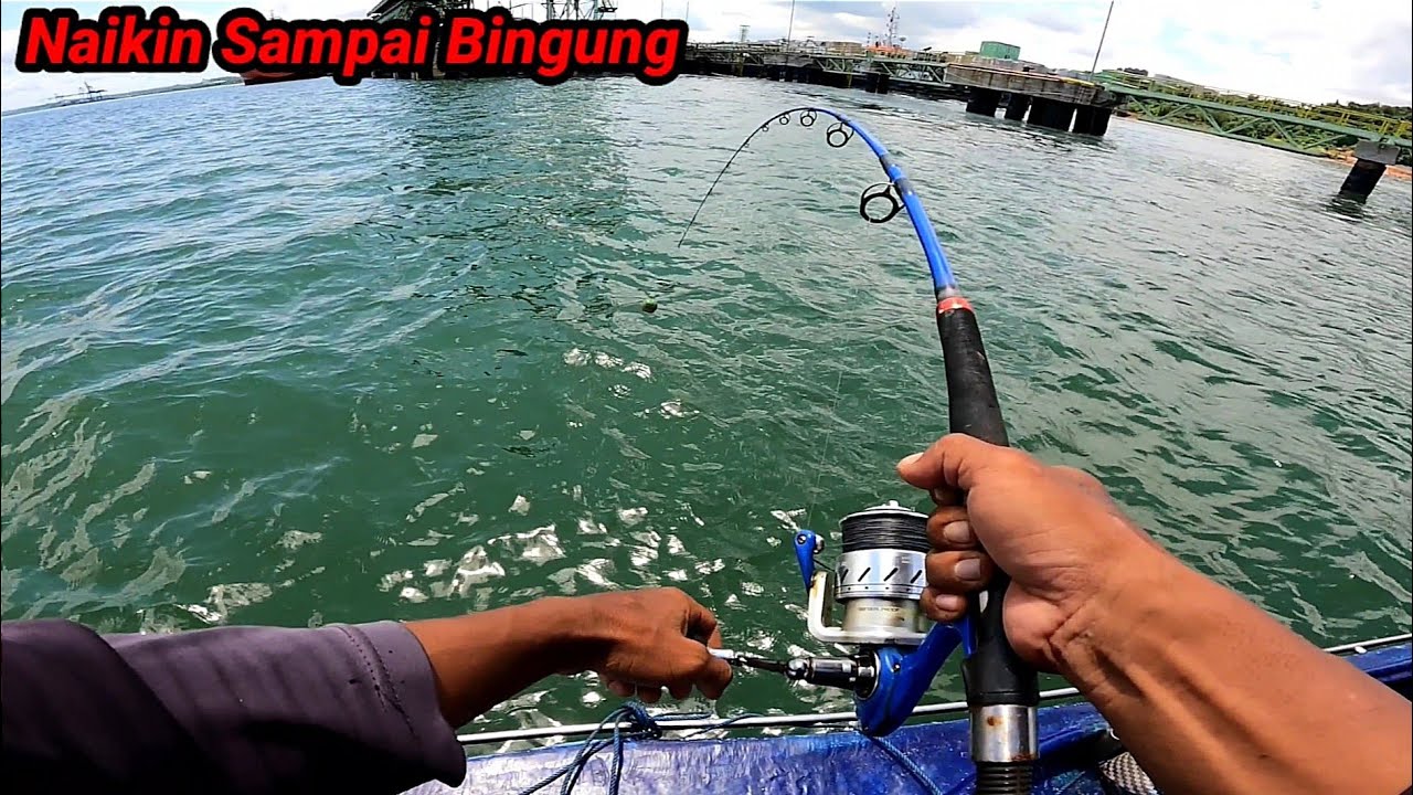 Saya Pun Tidak Bakal Menyangka Kalau ikan Sebesar ini Bisa Naik, ikan Besar