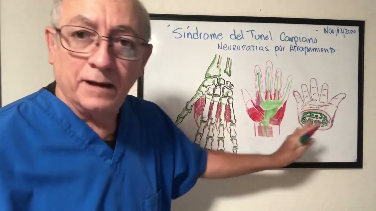 Anatomia de la mano  Huesos del carpo Retinaculo flexor