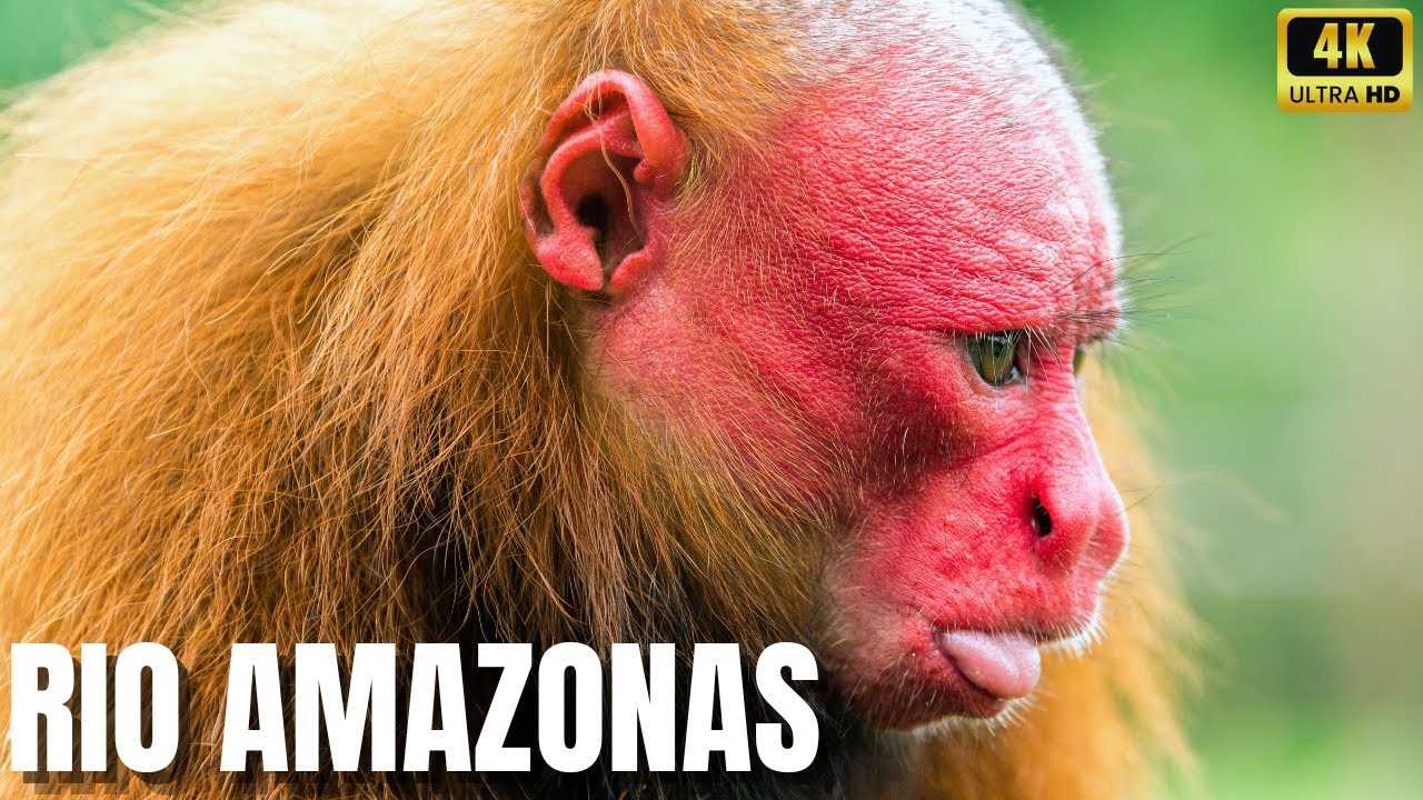 Rio Amazonas: O Coração Pulsante da Terra - Uma Jornada Épica pelas Águas Sagradas - Parte 1