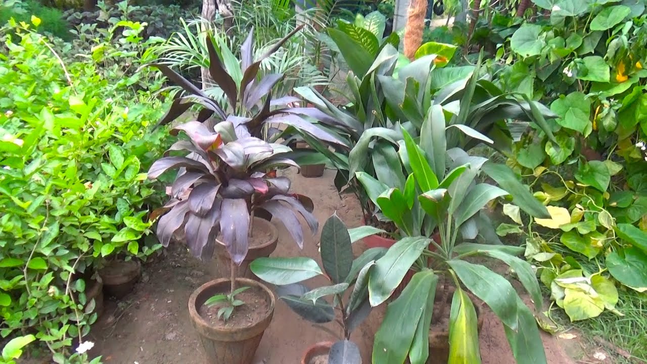 Best Top Ten Indoor Plants Care & Price | Explaining by Expert Floriculturist Experience