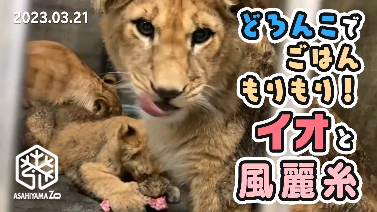 【旭山動物園】泥んこになって遊んだあとは美味しいごはんモリモリ🥩🍗🐱🐱🐱🐱 仔ライオン風麗糸とイオまま (03/21) [Asahiyama Zoo]  Fuu, Rei, Ito and Io.