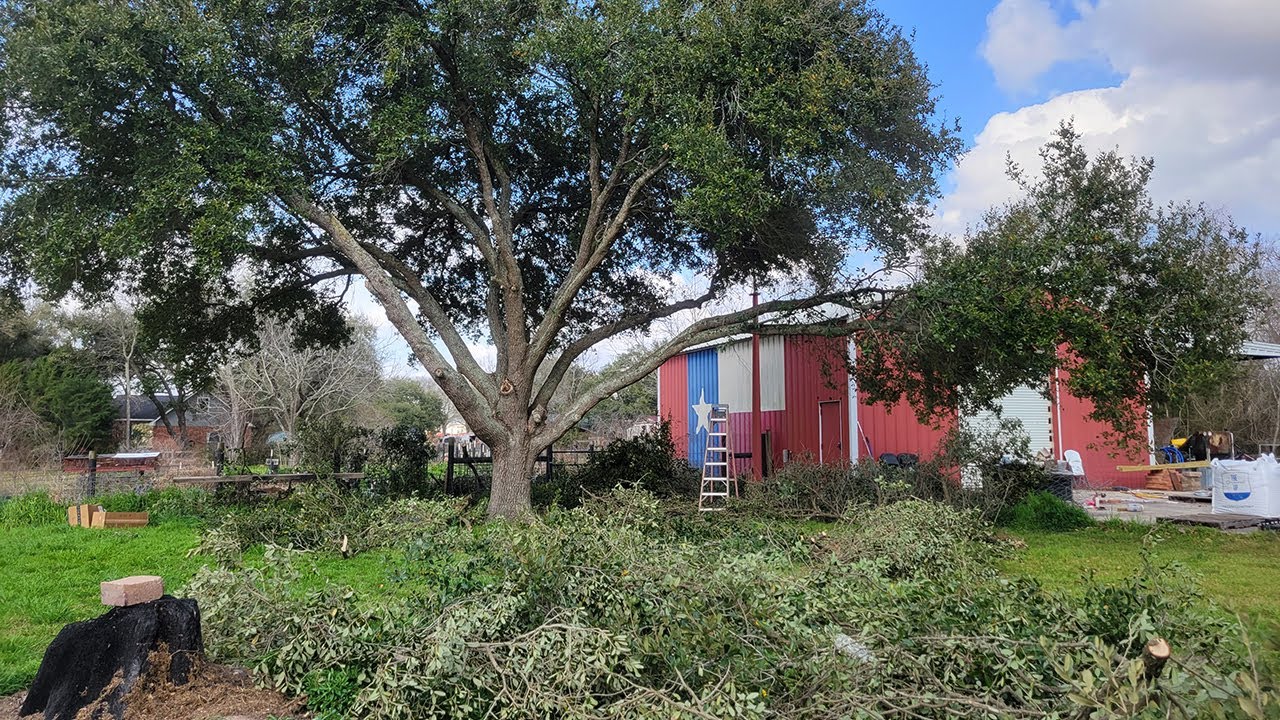Pruning Hardwood Shade Trees