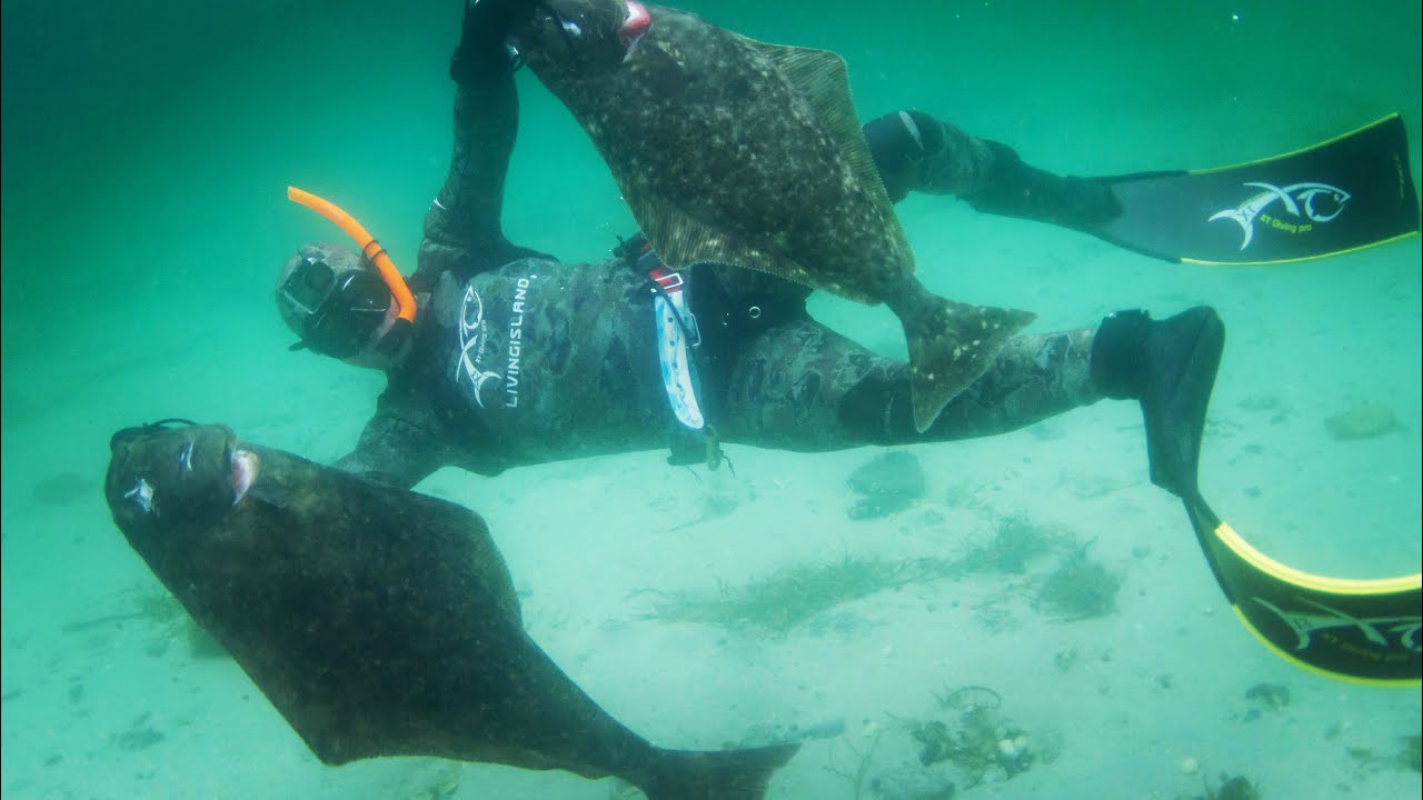 Spearfishing for halibut in Norway