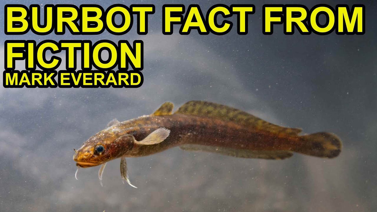 Reintroducing Britains Lost Fish: The Burbot ft Mark Everard PODCAST