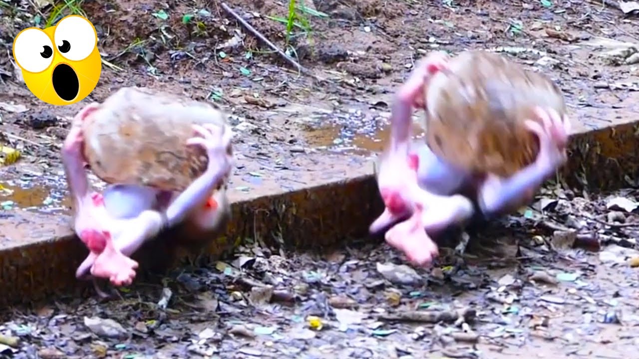 baby monkey lucie is very naughty, mother monkey helplessly watches