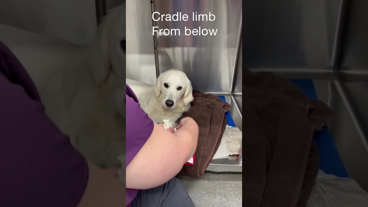 Fear Free IV Removal for Dogs