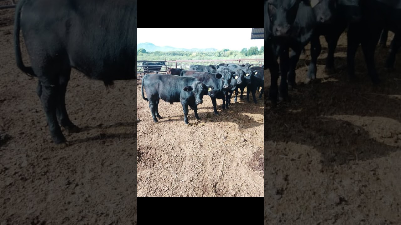 Corrido de García 