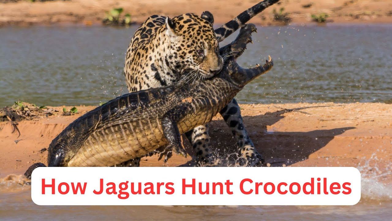 Jaguar vs Crocodile: The Jungle’s Ultimate Predator