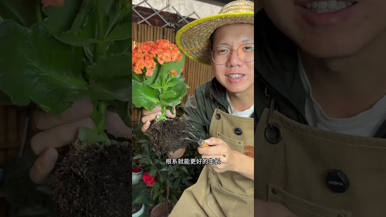 换盆最安全的方法，你学会了吗