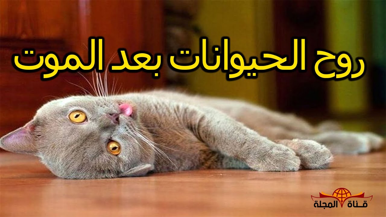 هل تعلم اين تذهب روح الحيوانات بعد المـ ـوت , ومن يقبض روحها , اسرار الروح والحياة