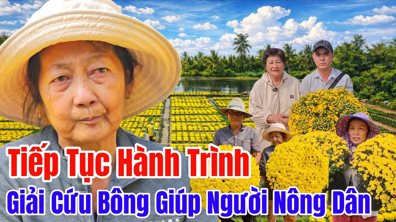 Tiếp Tục Giải Cứu Giúp Bà Con Nông Dân Ở Bến Tre Khi Cúc Mâm Xôi Nở Sớm