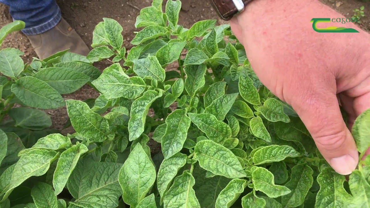 Virus Control in Potatoes- Denis Griffin
