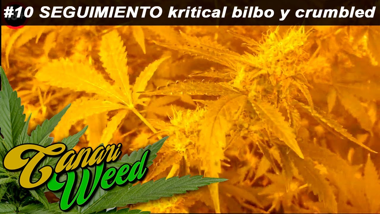 #10 SEGUIMIENTO kritical bilbo y crumbled cookies indor 2020 ultimos dias de floracion