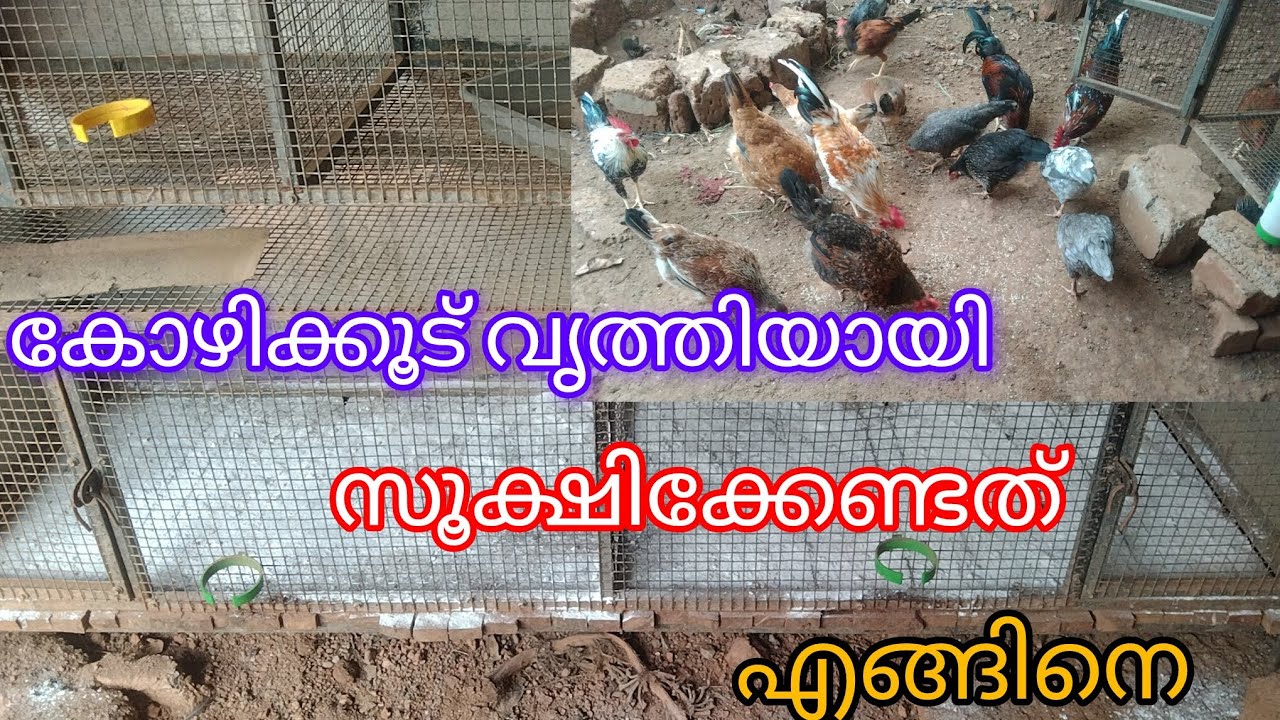 കോഴിവളർത്തുന്നവർ ശ്രദ്ധിക്കേണ്ട കാര്യങ്ങൾ #vairal vedio#HAMDAN Vlogs